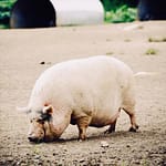 Pig eating