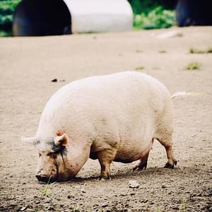 Pig eating