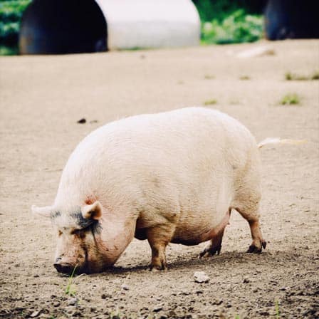 Pig eating